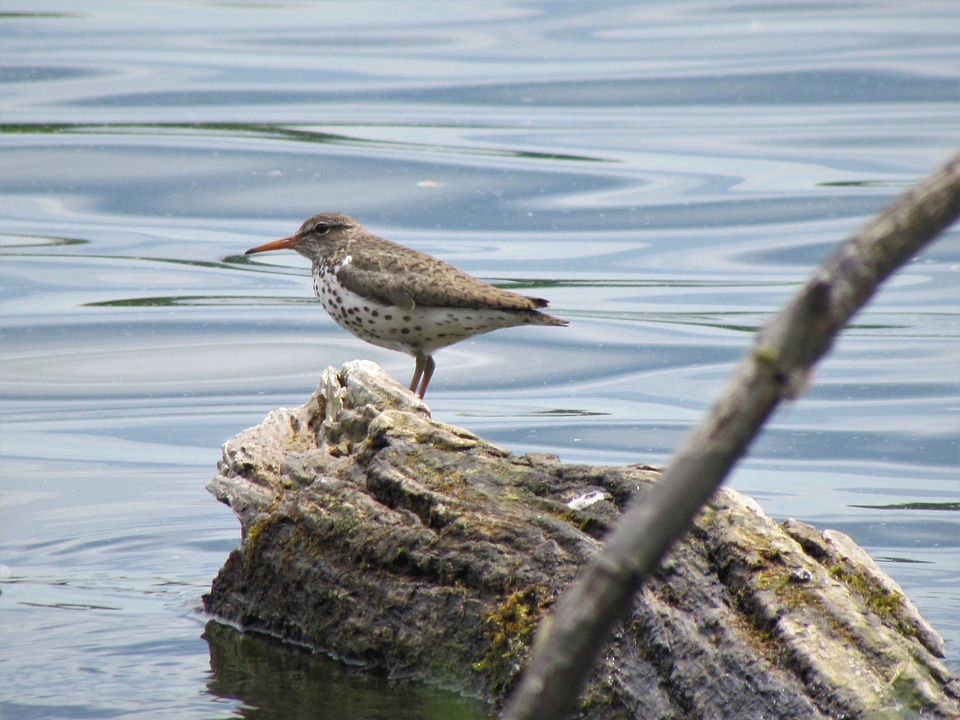 Spotted Sandpiper-1