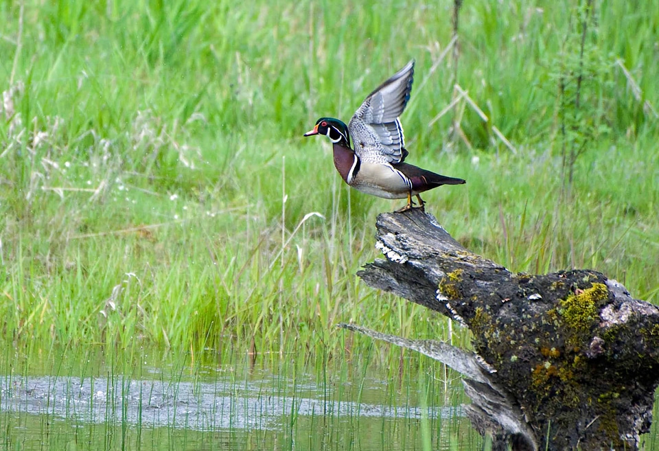 Wood duck taking off from log