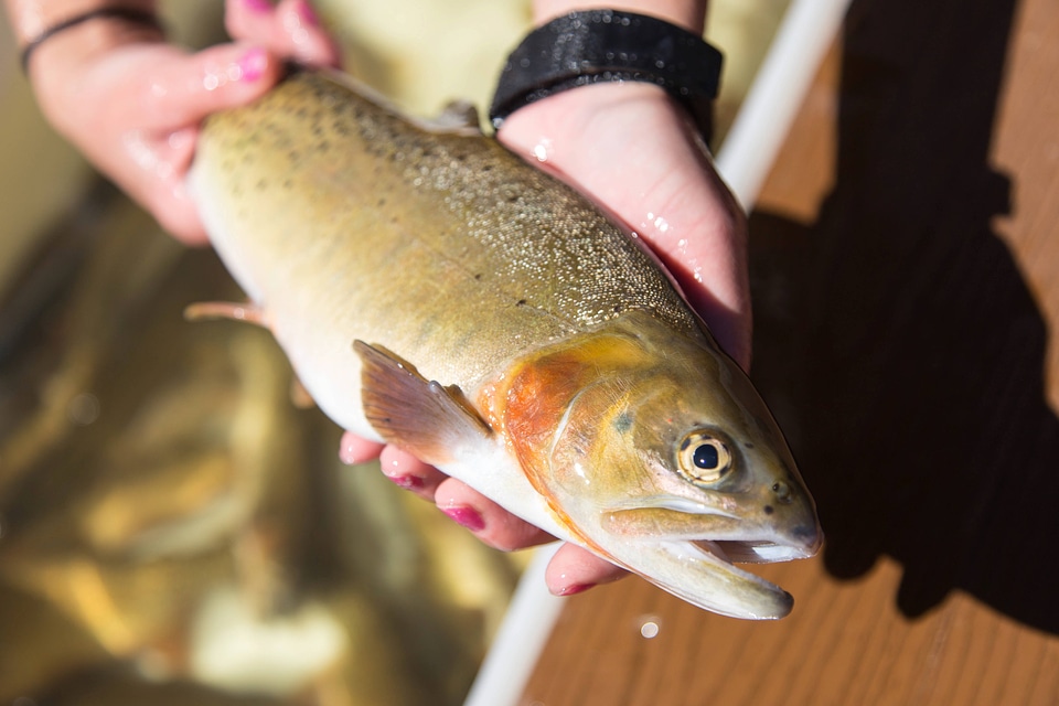 Carr Creek cutthroat trout-1