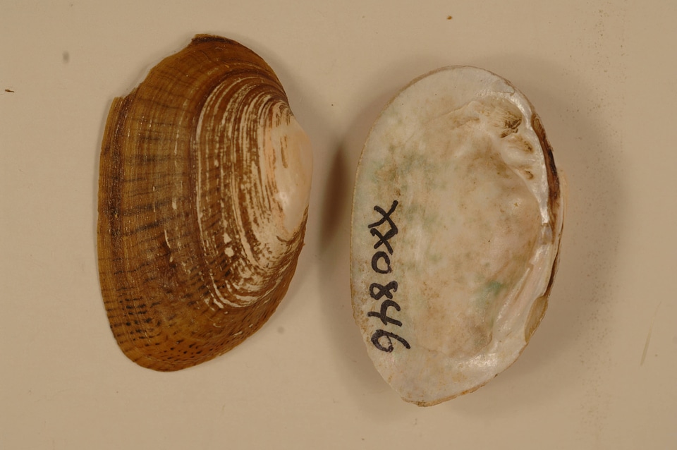 Epioblasma brevidens-2