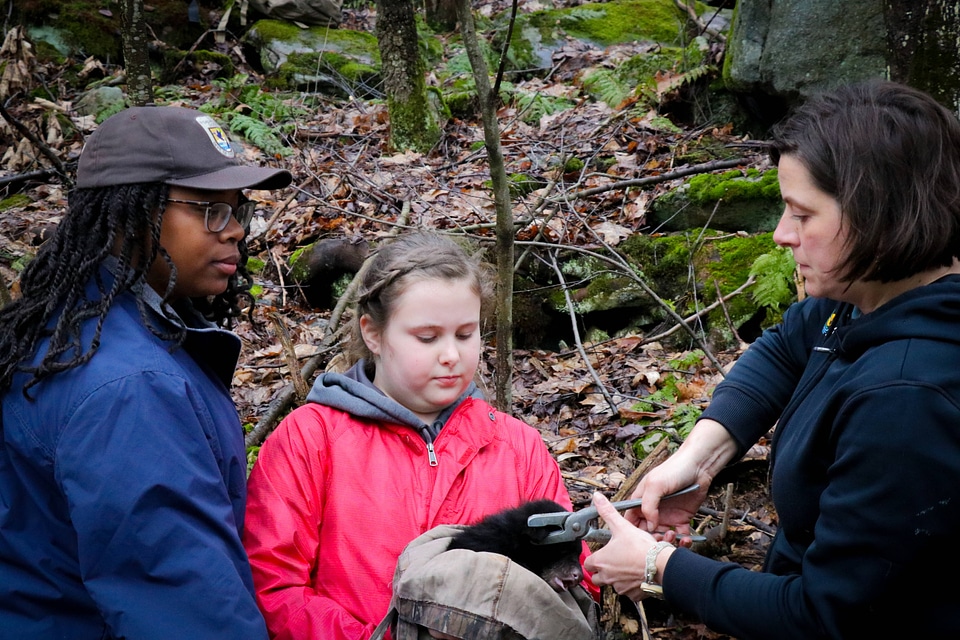 Tagging a black bear cub-3