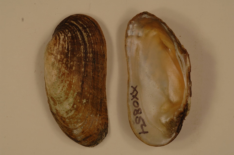 Medionidus conradicus-3