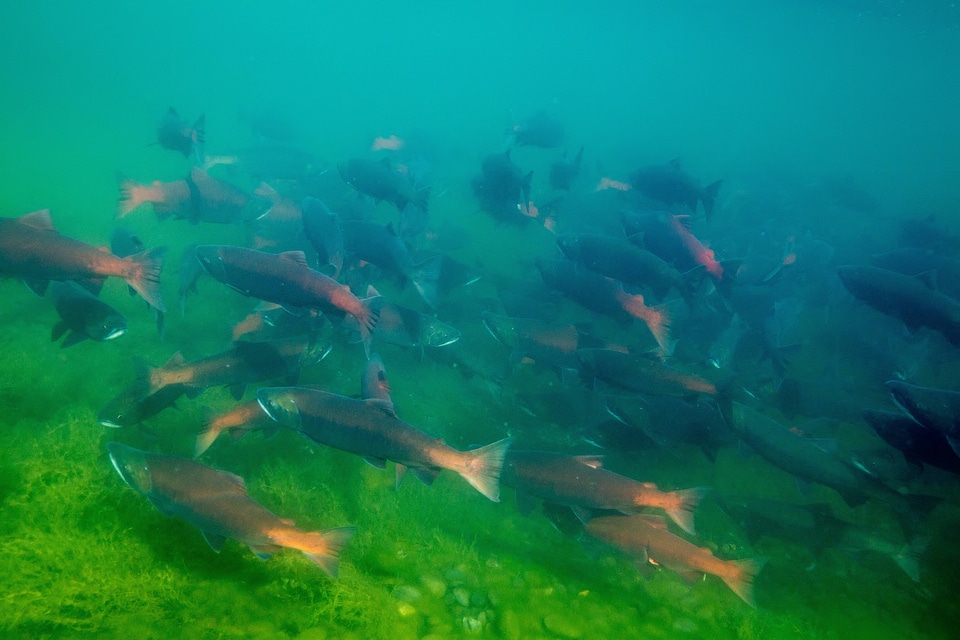  Sockeye Salmon-2