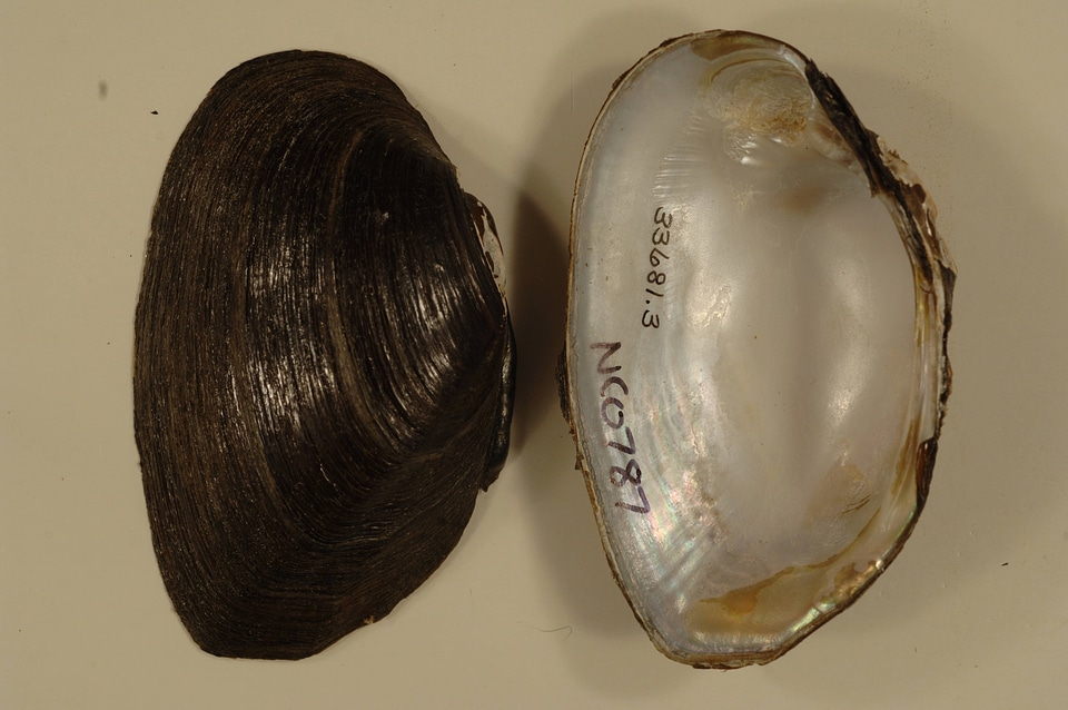 Elliptio cistellaeformis