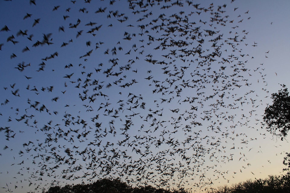 Mexican free-tailed bats exiting Bracken Bat Cave-2