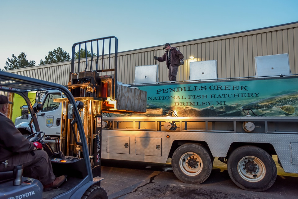 FWS loading juvenile lake trout onto hatchery trucks at Pendills Creek NFH-1