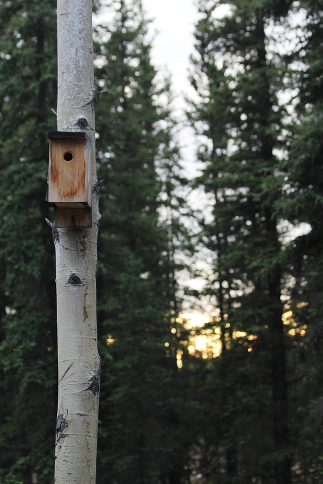 Bird house on birch tree