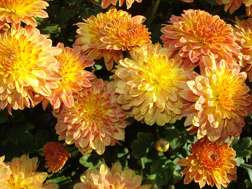 Flowers orange yellow