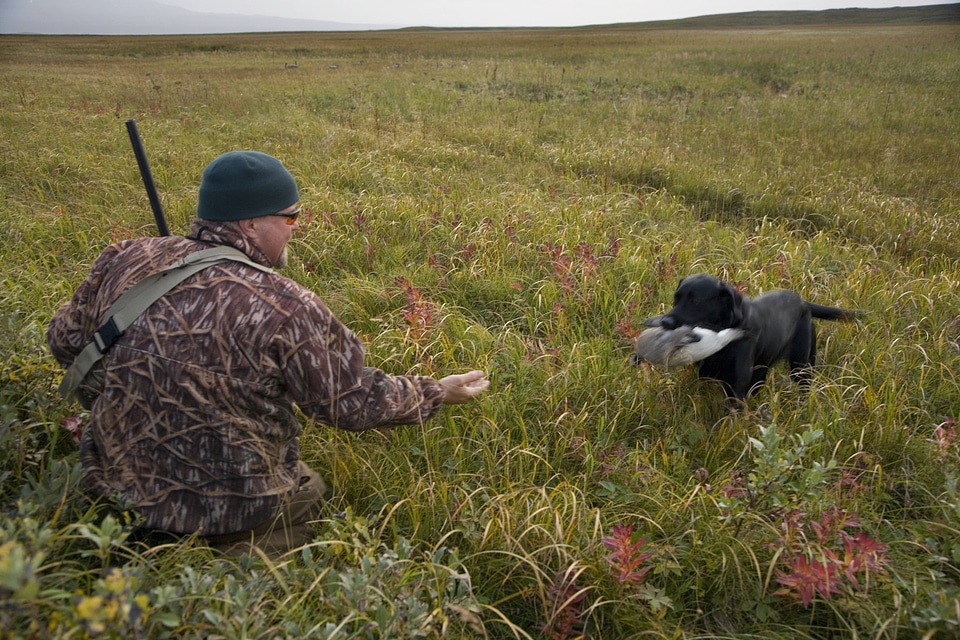 Dog retreiving waterfowl