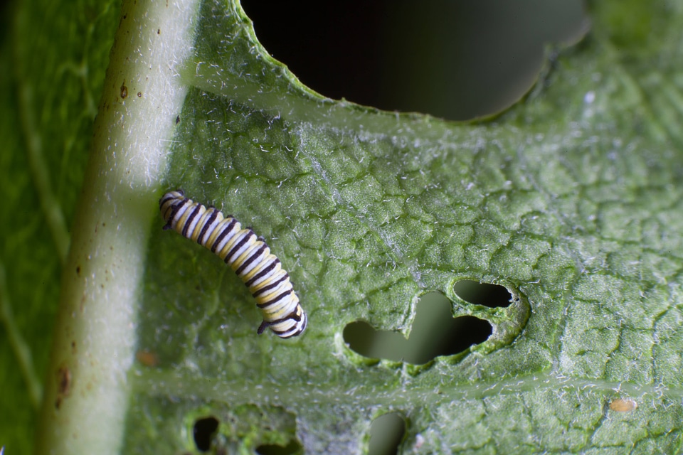 Monarch butterfly larvae feeding on milkweed-3
