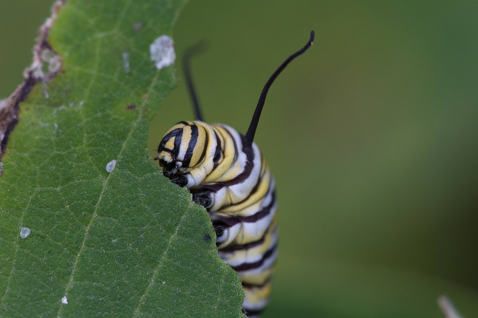 Monarch butterfly larvae feeding on milkweed-4