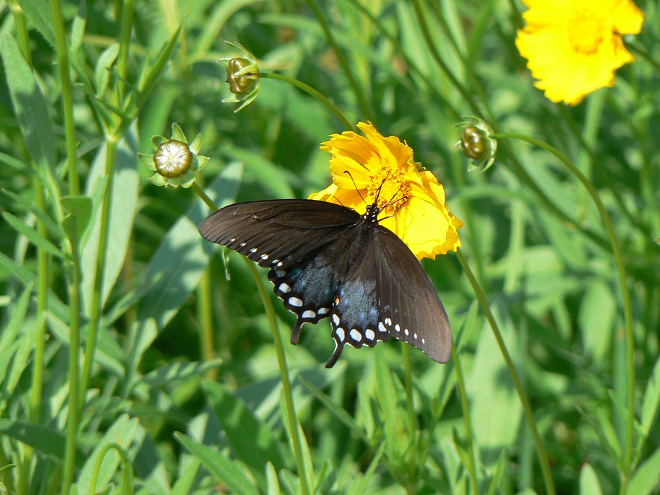 Spicebush Swallowtail-3