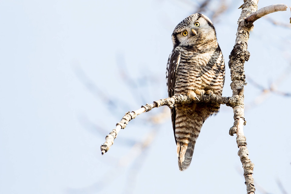Northern Hawk Owl-1