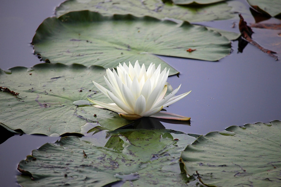 White water lily blossom