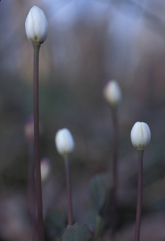 Twinleaf-2