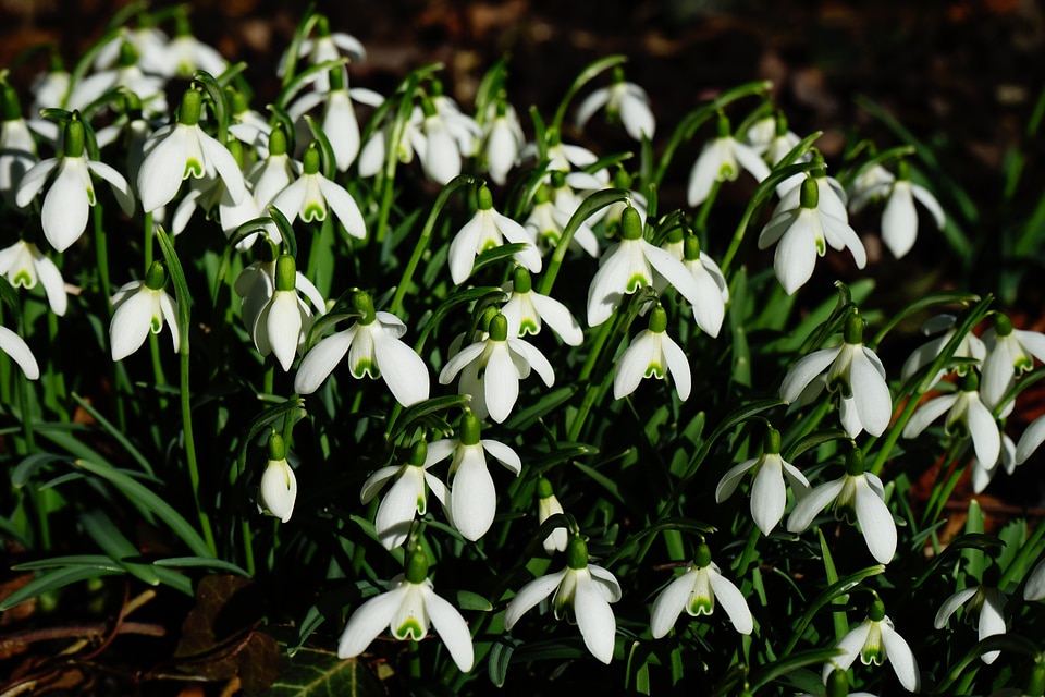 Galanthus amaryllis plant amaryllidaceae