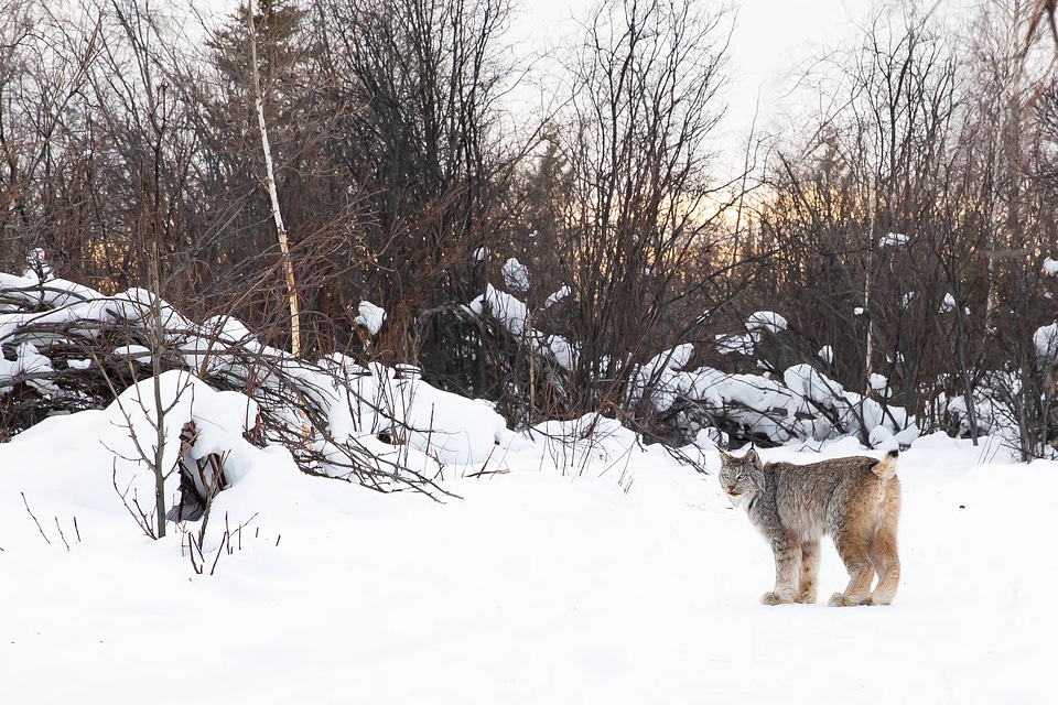 Collared Canada lynx pauses for a moment 