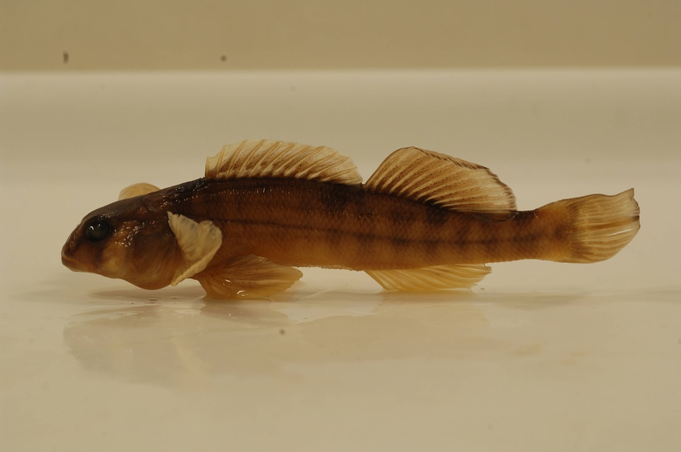 Etheostoma osburni-1