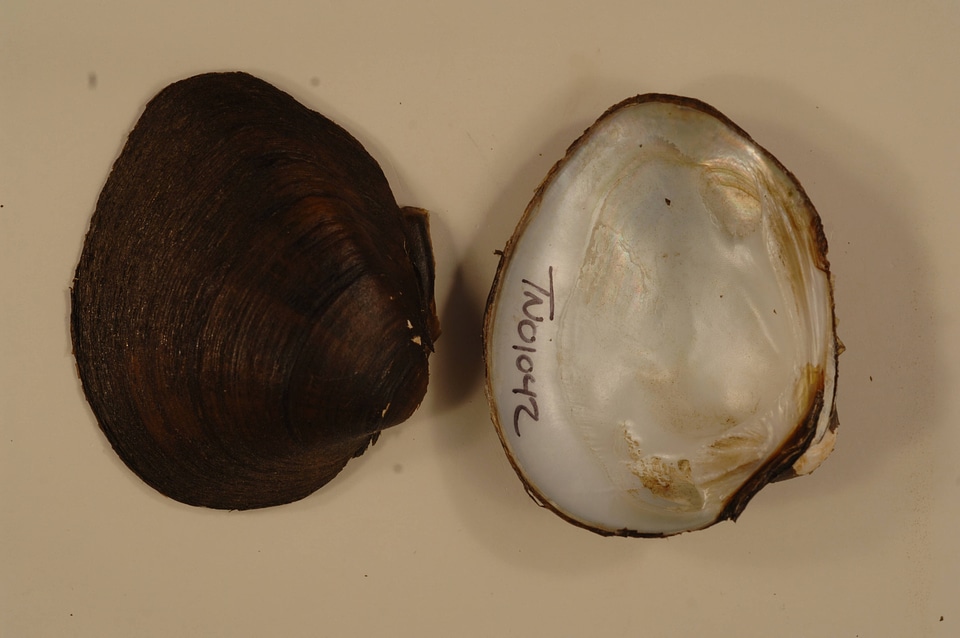Pleuronaia barnesiana-1