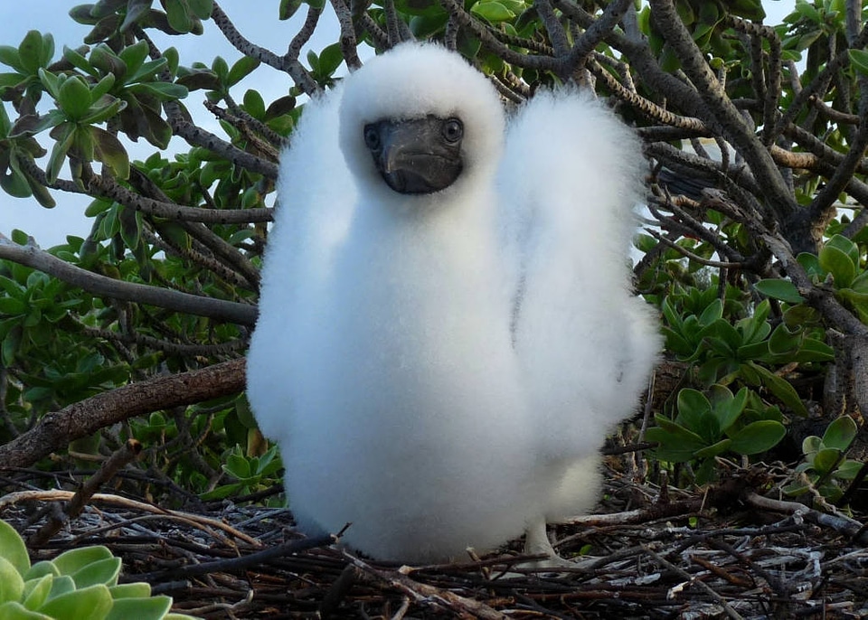 Juvenile Red-footed booby-2