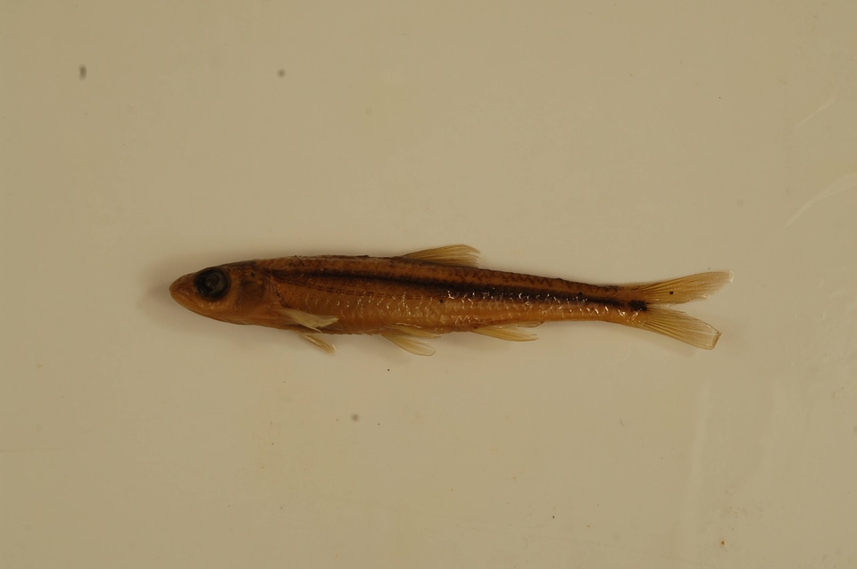 Notropis leuciodus-3