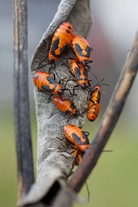 Milkweed bugs feasting on milkweed
