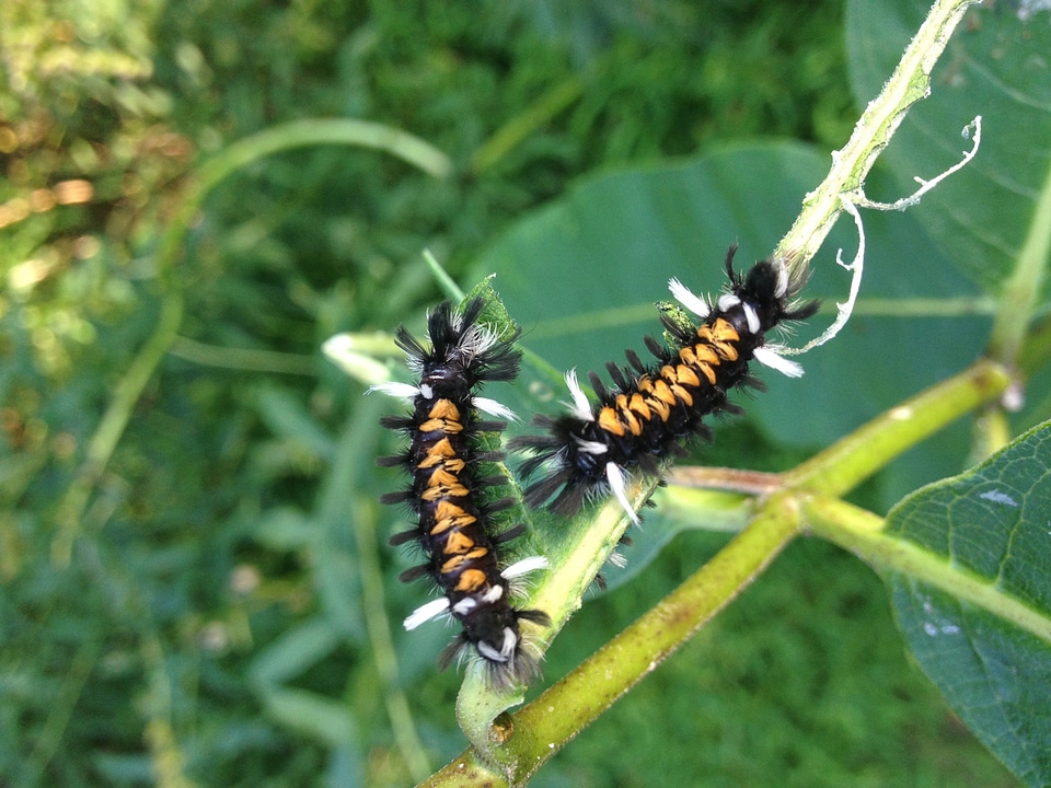 Caterpillars of the Milkweed Tussock Moth-1 photo