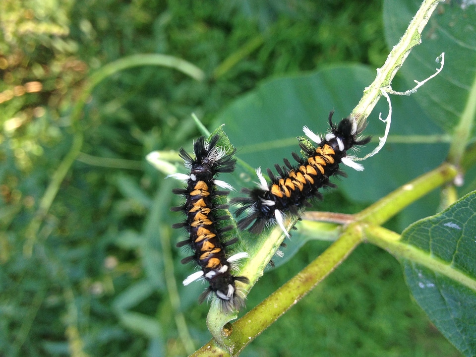 Caterpillars of the Milkweed Tussock Moth-1