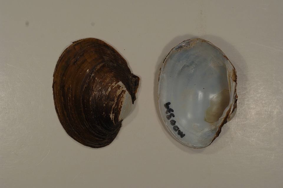 Lampsilis sp.-1