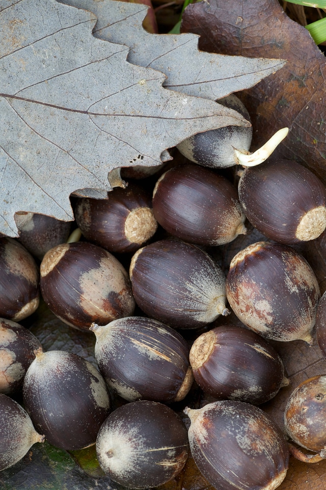 Chinkapin Oak  Acorns