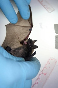 Little brown bat wing inspection photo