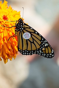 Monarch butterfly which has been tagged on flower