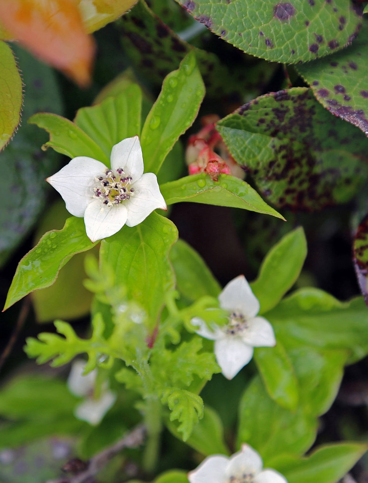 Cornus canadensis