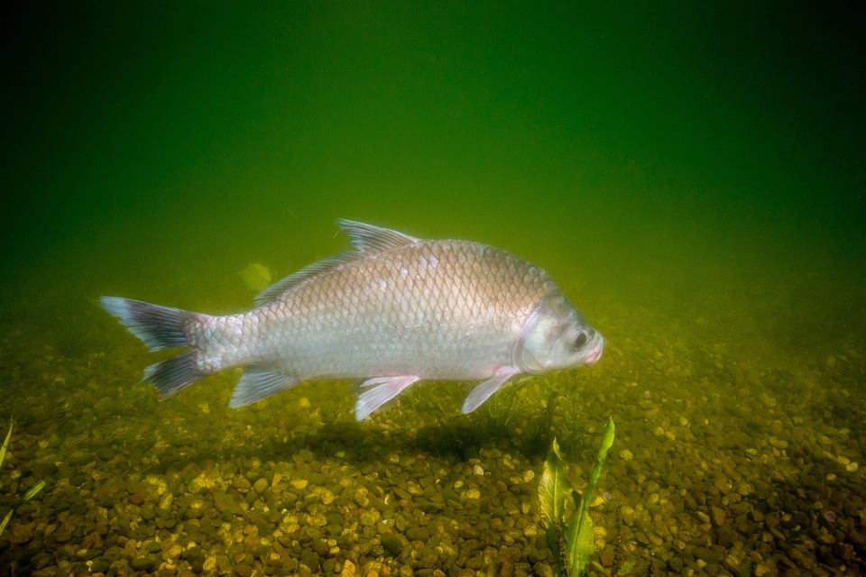 Smallmouth buffalo-2