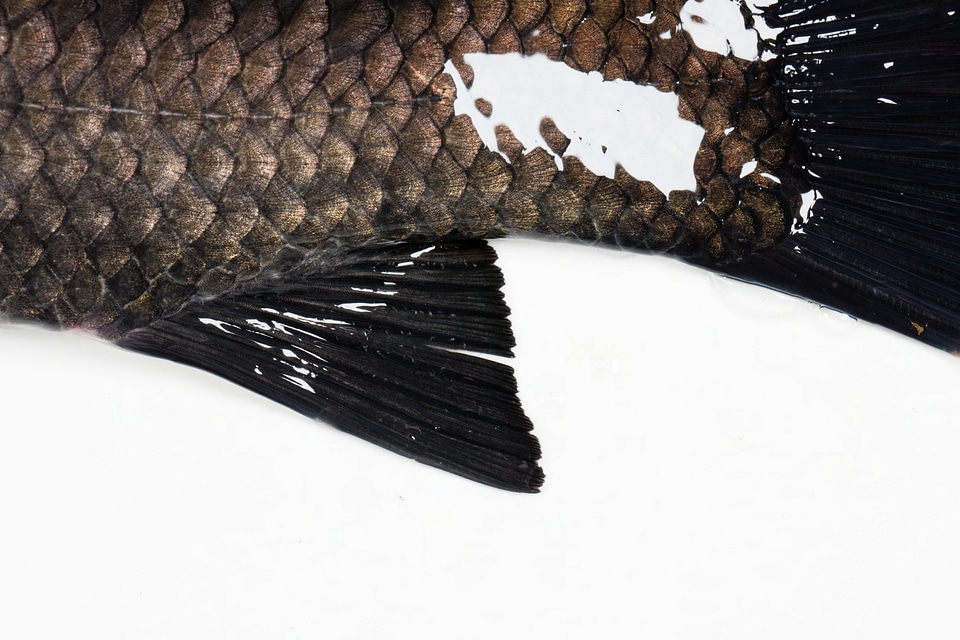 Black Carp anal fin