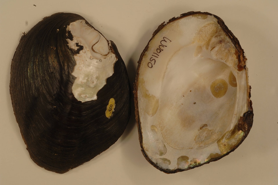 Amblema plicata-5