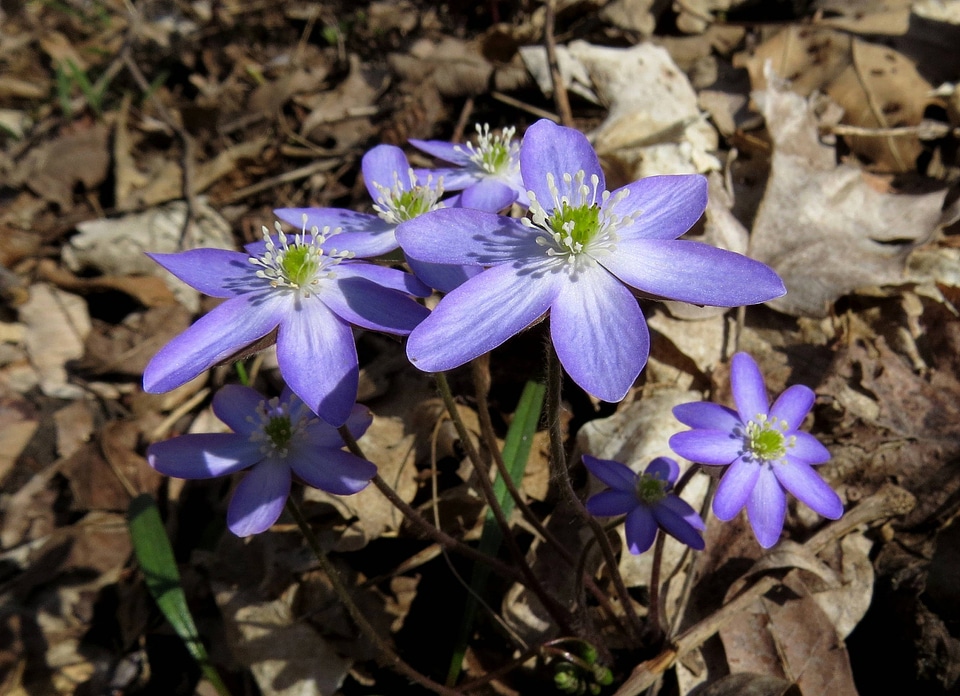  Sharp-Lobed Hepatica