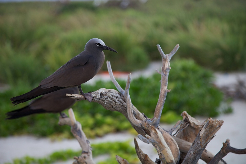 Brown Noddy perched on a piece of wood