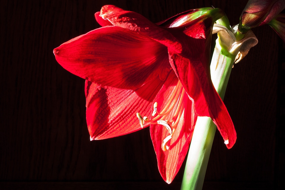 Flower plant botany