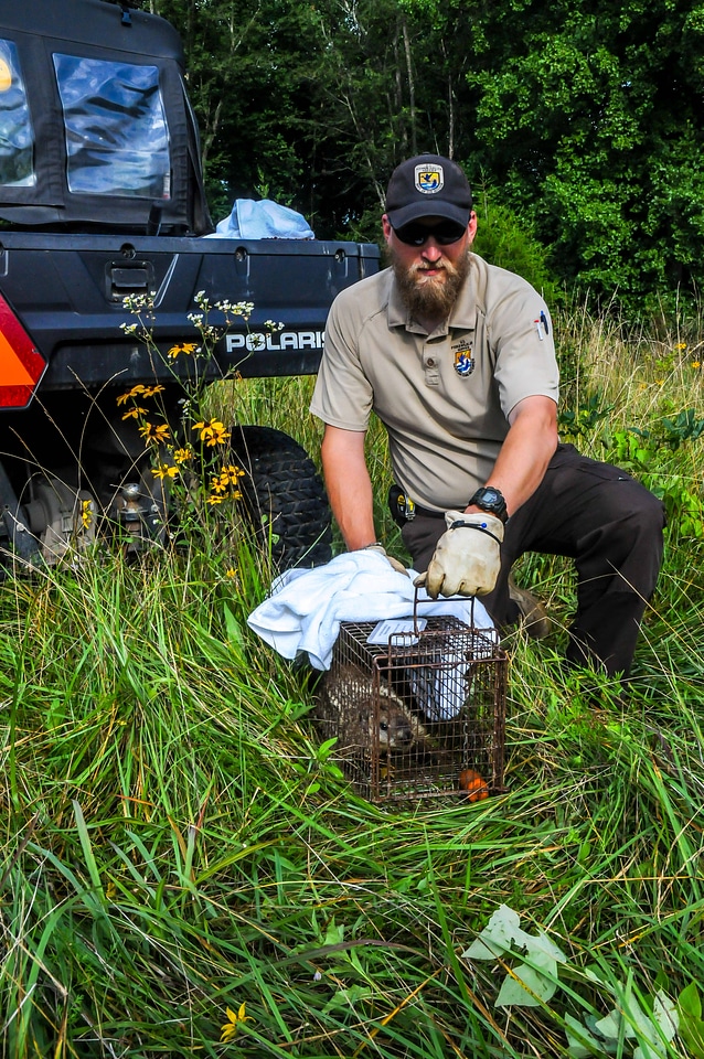 NCTC land management specialist with live-trap, releasing trapped groundhog-3