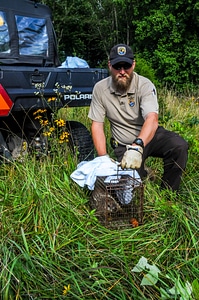 NCTC land management specialist with live-trap, releasing trapped groundhog-3 photo