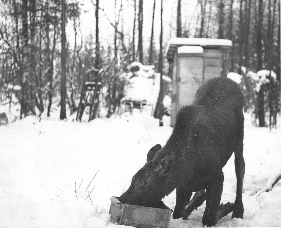 Moose Calf Transplanted to Copper Flats