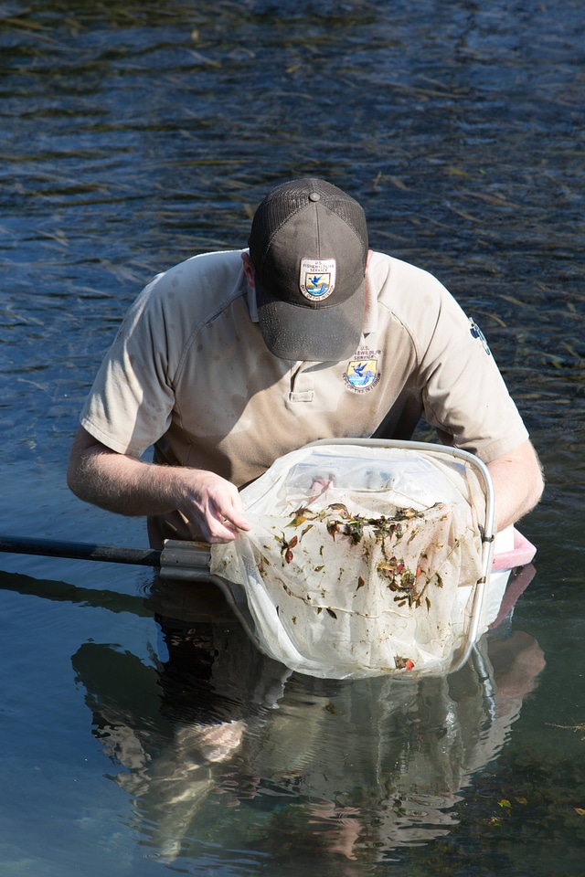 Biologists search for Fountain Darter-3