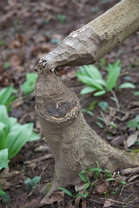 Beaver chewed tree