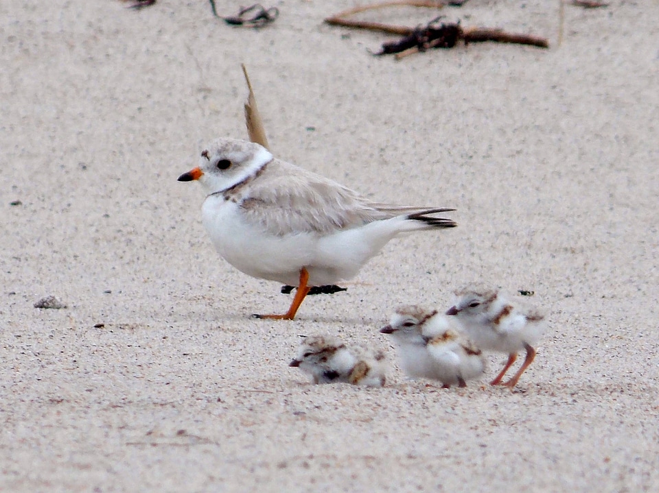 Piping plover with chicks