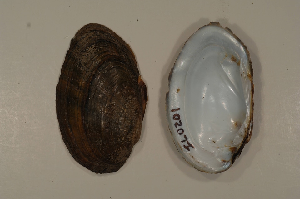 Ortmanniana ligamentina-2