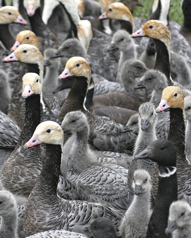 Emperor Goose round-up