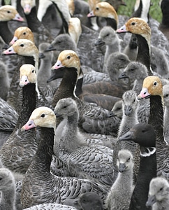 Emperor Goose round-up