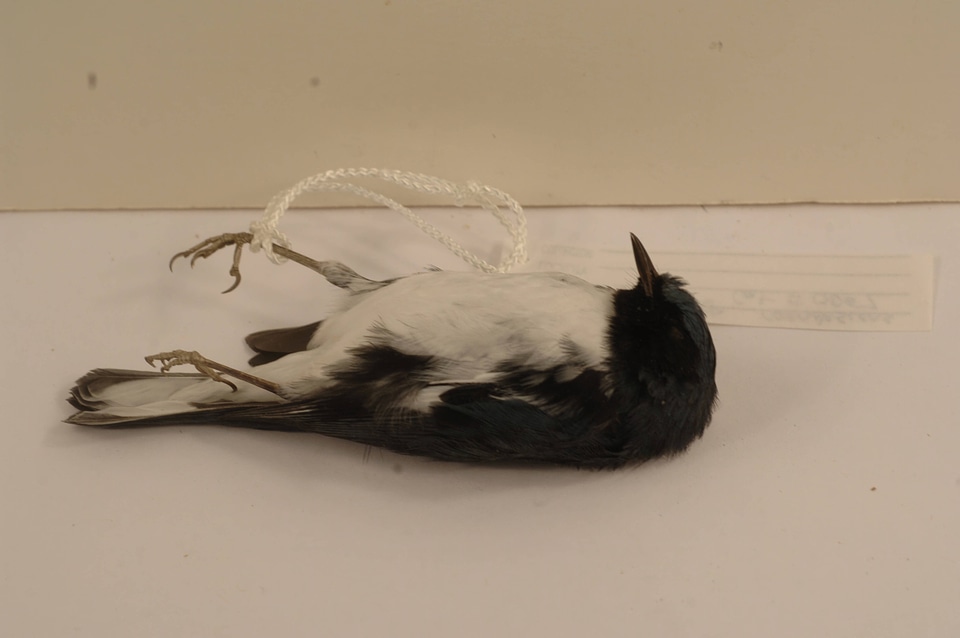Setophaga caerulescens