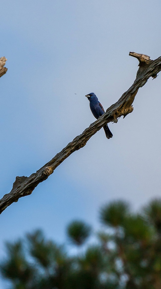 Blue grosbeak on dead snag